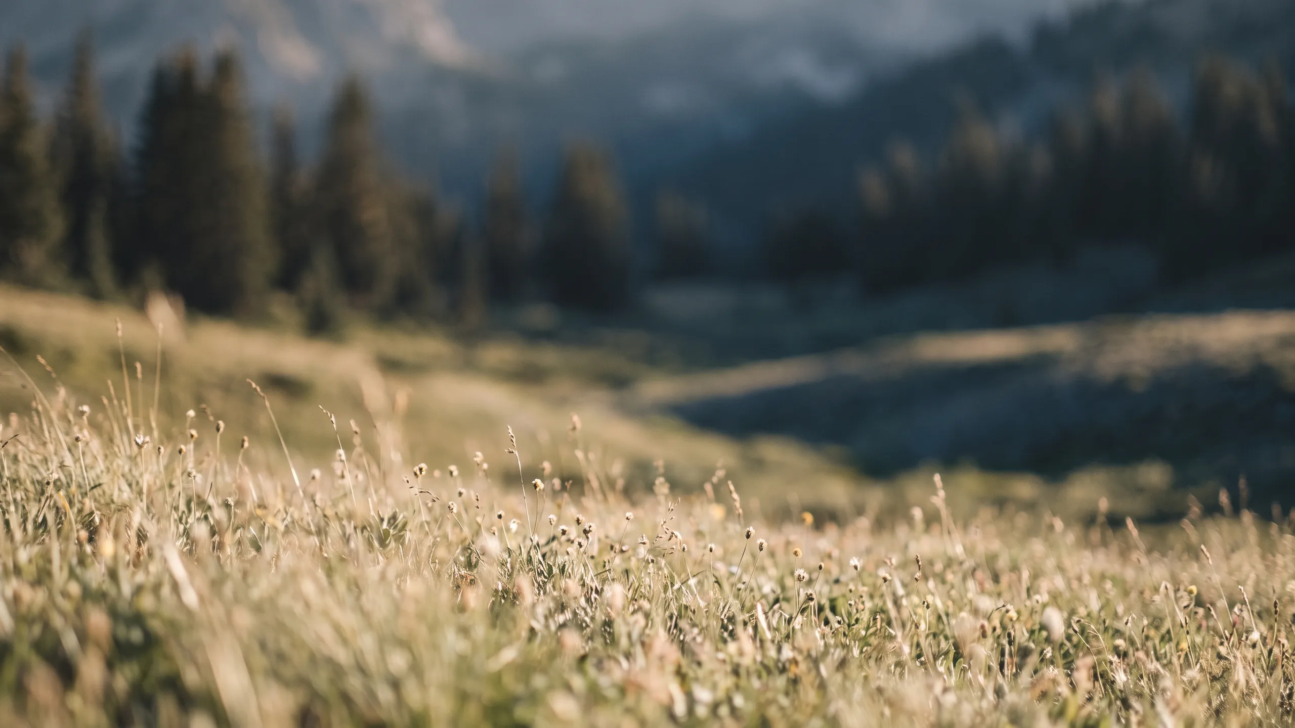 Pasto suave en una pradera alpina tranquila (ilustración de ambiente)
